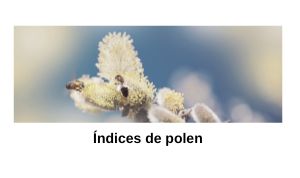 Indicador de predicciones de polen