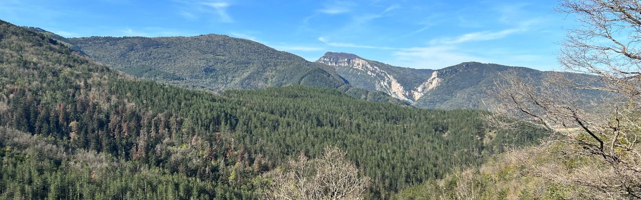 Bosques