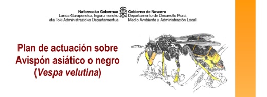 Plan de actuación sobre el Avispón asiático o negro